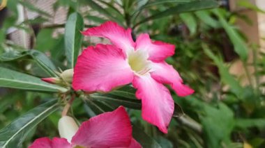 Kremsi beyaz yapraklı ve sarı merkezli Frangipani çiçekleri, yemyeşil dallarda zarifçe açan, tropikal cazibe ve güzellik saçan.