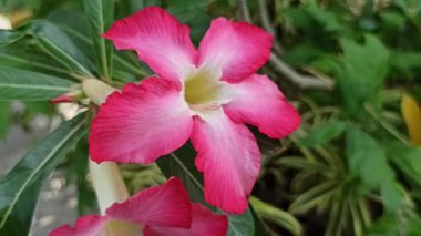 Kremsi beyaz yapraklı ve sarı merkezli Frangipani çiçekleri, yemyeşil dallarda zarifçe açan, tropikal cazibe ve güzellik saçan.