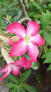 Kremsi beyaz yapraklı ve sarı merkezli Frangipani çiçekleri, yemyeşil dallarda zarifçe açan, tropikal cazibe ve güzellik saçan.