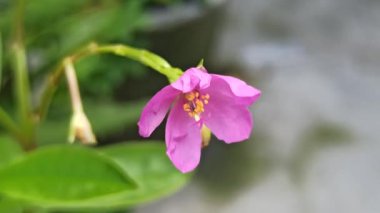Narin pembe çiçekli ve etli yeşil yapraklı Talinum paniklemesi. Bahçeler ve dekoratif kaplar için mükemmel, yemyeşil bir bitki oluşturur..
