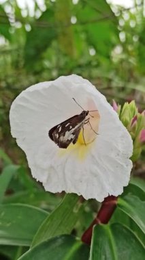 Güzel bir kelebek canlı bir çiçekten özenle nektar yudumlar, doğanın zarafetini ve ekosistemlerdeki tozlaştırıcıların hayati rolünü gösterir.