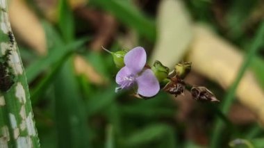 Murdannia loriforis, narin yeşil yapraklı şifalı bir bitki, yumuşak ışıkta gelişiyor, bahçelere ve geleneksel tıp alanlarına sakinleştirici bir dokunuş ekliyor.
