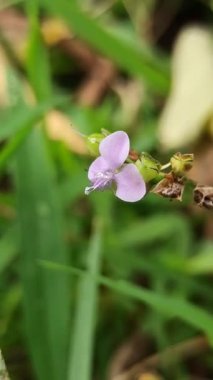 Murdannia loriforis, narin yeşil yapraklı şifalı bir bitki, yumuşak ışıkta gelişiyor, bahçelere ve geleneksel tıp alanlarına sakinleştirici bir dokunuş ekliyor.