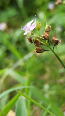 Murdannia loriforis, narin yeşil yapraklı şifalı bir bitki, yumuşak ışıkta gelişiyor, bahçelere ve geleneksel tıp alanlarına sakinleştirici bir dokunuş ekliyor.