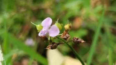 Murdannia loriforis, narin yeşil yapraklı şifalı bir bitki, yumuşak ışıkta gelişiyor, bahçelere ve geleneksel tıp alanlarına sakinleştirici bir dokunuş ekliyor.