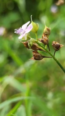 Murdannia loriforis, narin yeşil yapraklı şifalı bir bitki, yumuşak ışıkta gelişiyor, bahçelere ve geleneksel tıp alanlarına sakinleştirici bir dokunuş ekliyor.