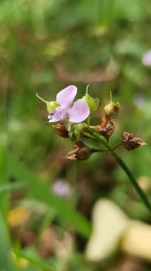 Murdannia loriforis, narin yeşil yapraklı şifalı bir bitki, yumuşak ışıkta gelişiyor, bahçelere ve geleneksel tıp alanlarına sakinleştirici bir dokunuş ekliyor.