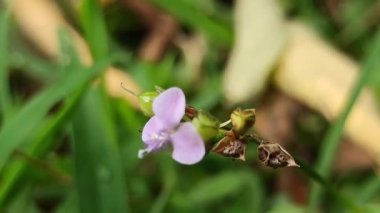 Murdannia loriforis, narin yeşil yapraklı şifalı bir bitki, yumuşak ışıkta gelişiyor, bahçelere ve geleneksel tıp alanlarına sakinleştirici bir dokunuş ekliyor.