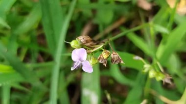 Murdannia loriforis, narin yeşil yapraklı şifalı bir bitki, yumuşak ışıkta gelişiyor, bahçelere ve geleneksel tıp alanlarına sakinleştirici bir dokunuş ekliyor.