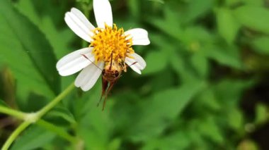Skipper Kelebeği çiçek açan çiçekten özenle nektar yudumlar hızlı kanatlarını ve eşsiz şeklini doğal güzellikte sergiler.