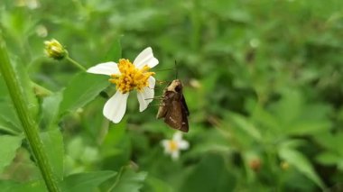 Skipper Kelebeği çiçek açan çiçekten özenle nektar yudumlar hızlı kanatlarını ve eşsiz şeklini doğal güzellikte sergiler.