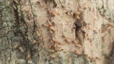 Ağaçların etrafında sürünen termitler, odunlara ve yapraklara zarar verir, yakınlardaki ağaç kabuğu ve topraklarda tüneller ve koloniler oluştururlar..