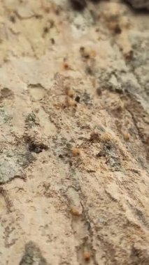 Ağaçların etrafında sürünen termitler, odunlara ve yapraklara zarar verir, yakınlardaki ağaç kabuğu ve topraklarda tüneller ve koloniler oluştururlar..