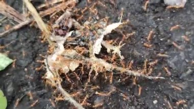 Kırmızı karıncalar mükemmel bir takım çalışması içinde çalışırlar. Ölü bir böceği yiyecek kaynağı olarak kolonilerine taşıyıp taşırlar.