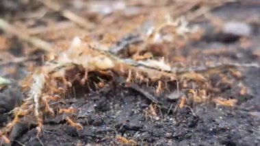 Kırmızı karıncalar mükemmel bir takım çalışması içinde çalışırlar. Ölü bir böceği yiyecek kaynağı olarak kolonilerine taşıyıp taşırlar.