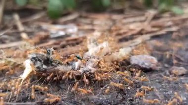 Kırmızı karıncalar mükemmel bir takım çalışması içinde çalışırlar. Ölü bir böceği yiyecek kaynağı olarak kolonilerine taşıyıp taşırlar.