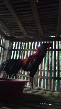 Bir tavuk tel bir kafesin içine hapsedilir ve zemini sessizce gagalar. Kurulum, kırsal veya arka bahçe çiftliklerindeki ortak kümes hayvanlarını yansıtıyor