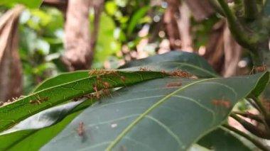 Büyük bir karınca ağaç yaprakları üzerinde sürünüyor, yeşil yaşam alanını keşfediyor, bir orman tepe örtüsünde karmaşık böcek detayları ve yaşam sergiliyor.