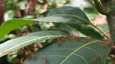 Büyük bir karınca ağaç yaprakları üzerinde sürünüyor, yeşil yaşam alanını keşfediyor, bir orman tepe örtüsünde karmaşık böcek detayları ve yaşam sergiliyor.