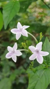 Artan mor-mavi çiçekleri ve parlak yeşil yaprakları ile Duranta ereksiyon, canlı renk ve tropikal cazibe bahçeler ve manzaralar.