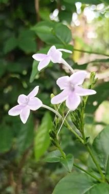 Artan mor-mavi çiçekleri ve parlak yeşil yaprakları ile Duranta ereksiyon, canlı renk ve tropikal cazibe bahçeler ve manzaralar.