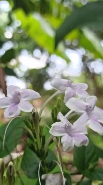 Artan mor-mavi çiçekleri ve parlak yeşil yaprakları ile Duranta ereksiyon, canlı renk ve tropikal cazibe bahçeler ve manzaralar.