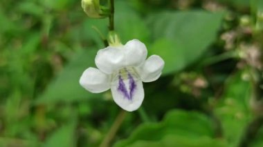 Asistasya gangetica canlı mor çiçeklerle alçaktan yayılır, tropikal bahçeler ve erozyona eğilimli manzaralarla zemini güzelce kaplar.