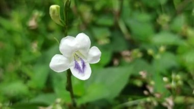 Asistasya gangetica canlı mor çiçeklerle alçaktan yayılır, tropikal bahçeler ve erozyona eğilimli manzaralarla zemini güzelce kaplar.