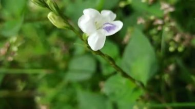 Asistasya gangetica canlı mor çiçeklerle alçaktan yayılır, tropikal bahçeler ve erozyona eğilimli manzaralarla zemini güzelce kaplar.