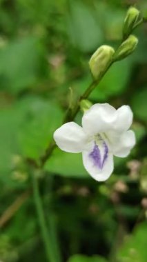 Asistasya gangetica canlı mor çiçeklerle alçaktan yayılır, tropikal bahçeler ve erozyona eğilimli manzaralarla zemini güzelce kaplar.
