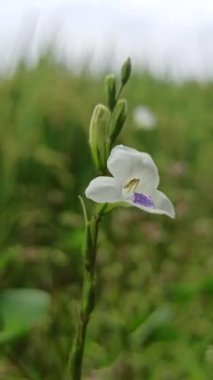 Asistasya gangetica canlı mor çiçeklerle alçaktan yayılır, tropikal bahçeler ve erozyona eğilimli manzaralarla zemini güzelce kaplar.