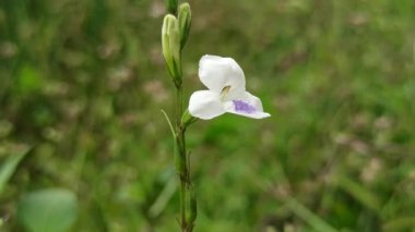Asistasya gangetica canlı mor çiçeklerle alçaktan yayılır, tropikal bahçeler ve erozyona eğilimli manzaralarla zemini güzelce kaplar.