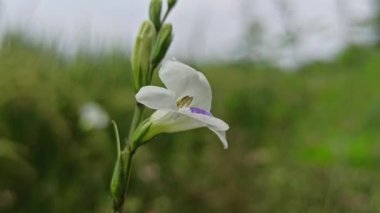 Asistasya gangetica canlı mor çiçeklerle alçaktan yayılır, tropikal bahçeler ve erozyona eğilimli manzaralarla zemini güzelce kaplar.