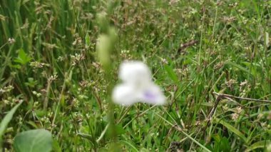 Asistasya gangetica canlı mor çiçeklerle alçaktan yayılır, tropikal bahçeler ve erozyona eğilimli manzaralarla zemini güzelce kaplar.