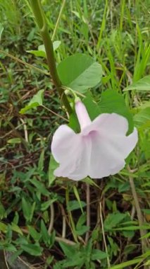 Yumuşak pembe çiçek kümeleri ve yemyeşil yapraklarla Ipomoea carnea, tropikal ve canlı bir bahçe atmosferi yaratır.