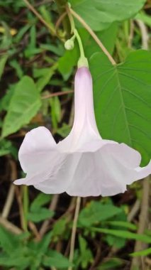 Yumuşak pembe çiçek kümeleri ve yemyeşil yapraklarla Ipomoea carnea, tropikal ve canlı bir bahçe atmosferi yaratır.