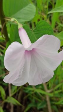 Yumuşak pembe çiçek kümeleri ve yemyeşil yapraklarla Ipomoea carnea, tropikal ve canlı bir bahçe atmosferi yaratır.