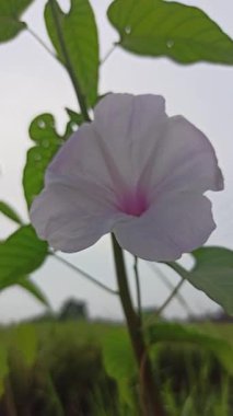 Yumuşak pembe çiçek kümeleri ve yemyeşil yapraklarla Ipomoea carnea, tropikal ve canlı bir bahçe atmosferi yaratır.