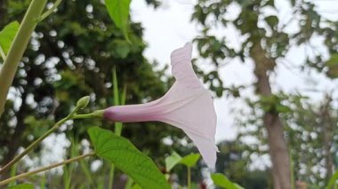 Yumuşak pembe çiçek kümeleri ve yemyeşil yapraklarla Ipomoea carnea, tropikal ve canlı bir bahçe atmosferi yaratır.