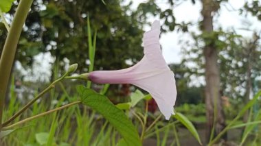 Yumuşak pembe çiçek kümeleri ve yemyeşil yapraklarla Ipomoea carnea, tropikal ve canlı bir bahçe atmosferi yaratır.