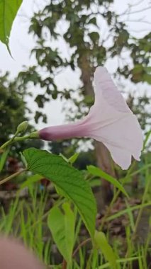 Yumuşak pembe çiçek kümeleri ve yemyeşil yapraklarla Ipomoea carnea, tropikal ve canlı bir bahçe atmosferi yaratır.