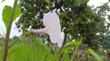 Yumuşak pembe çiçek kümeleri ve yemyeşil yapraklarla Ipomoea carnea, tropikal ve canlı bir bahçe atmosferi yaratır.