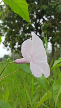 Yumuşak pembe çiçek kümeleri ve yemyeşil yapraklarla Ipomoea carnea, tropikal ve canlı bir bahçe atmosferi yaratır.