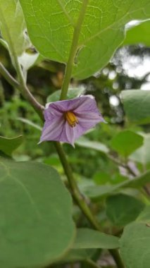 Soluk mor yapraklı ve sarı merkezli narin patlıcan çiçekleri, yemyeşil yaprakların arasında çiçek açıyor, bahçeye biraz renk katıyor..