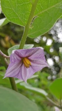 Soluk mor yapraklı ve sarı merkezli narin patlıcan çiçekleri, yemyeşil yaprakların arasında çiçek açıyor, bahçeye biraz renk katıyor..