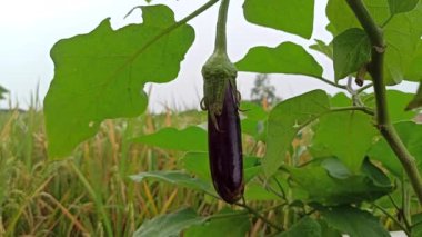 Bahçedeki bitkilerde yetişen taze patlıcanlar, yeşil yapraklarla çevrili, hasat için hazır, sağlıklı sebze ekimi sergileniyor..