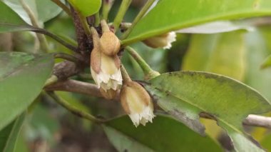 Ağaçta narin bir demet çiçek açan minik longan çiçekleri, yeşil yapraklarla zıtlaşan ince beyaz yapraklar, meyve mevsiminin başlangıcını işaret ediyor..