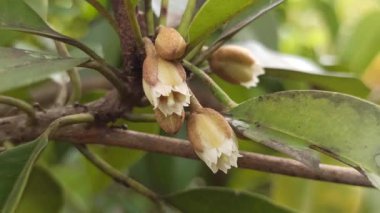 Ağaçta narin bir demet çiçek açan minik longan çiçekleri, yeşil yapraklarla zıtlaşan ince beyaz yapraklar, meyve mevsiminin başlangıcını işaret ediyor..
