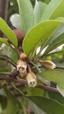 Ağaçta narin bir demet çiçek açan minik longan çiçekleri, yeşil yapraklarla zıtlaşan ince beyaz yapraklar, meyve mevsiminin başlangıcını işaret ediyor..