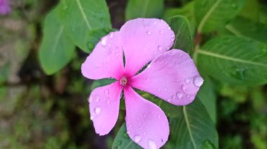 Madagaskar 'ın yemyeşil yaprakları tropikal ışıkta gelişir ve ikonik pembe veya beyaz çiçekleri çiçek açmadan önce sağlıklı bir büyüme gösterir.